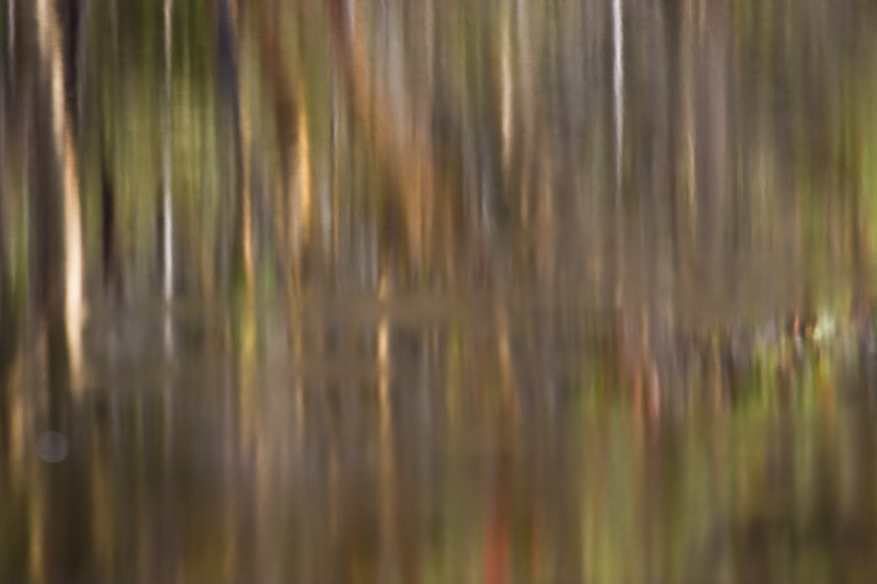 Reflection In Pond